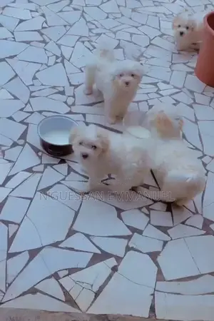 1-3 mois Homme Pure race Bichon Frise