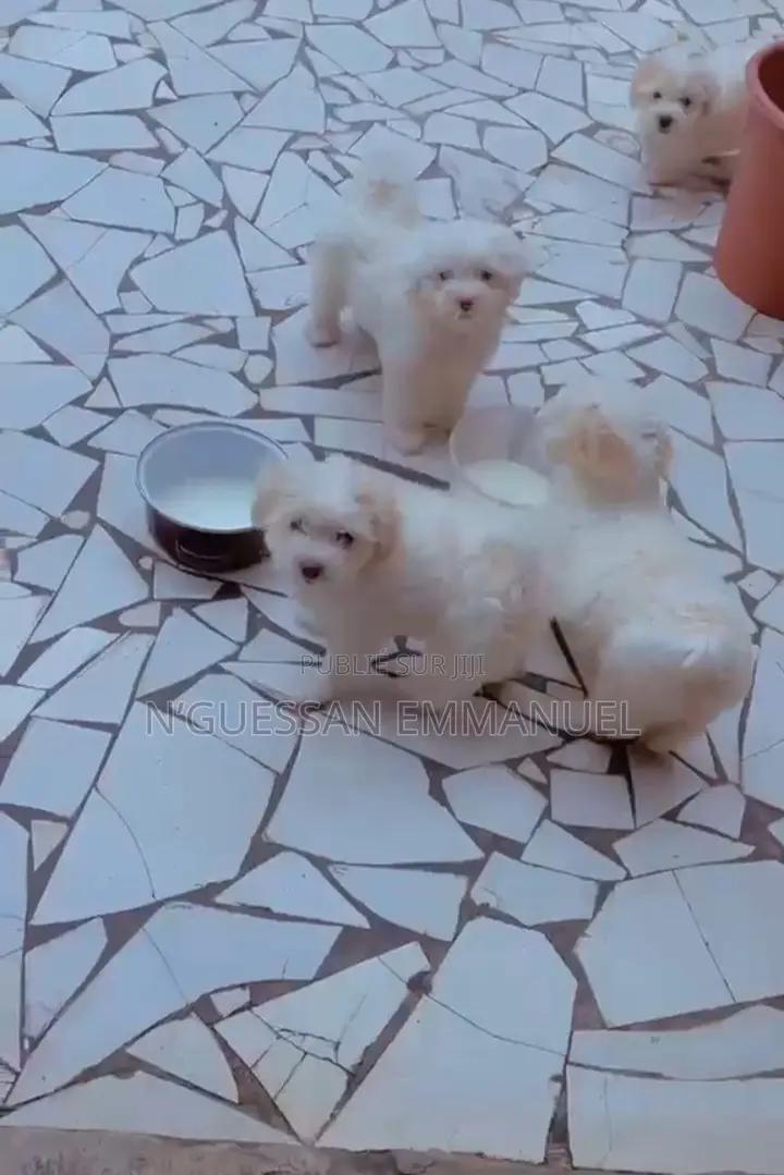 1-3 mois Homme Pure race Bichon Frise