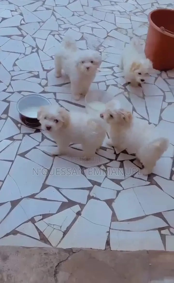 1-3 mois Homme Pure race Bichon Frise