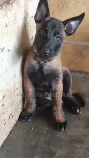 1-3 mois Homme Pure race Belgian Malinois