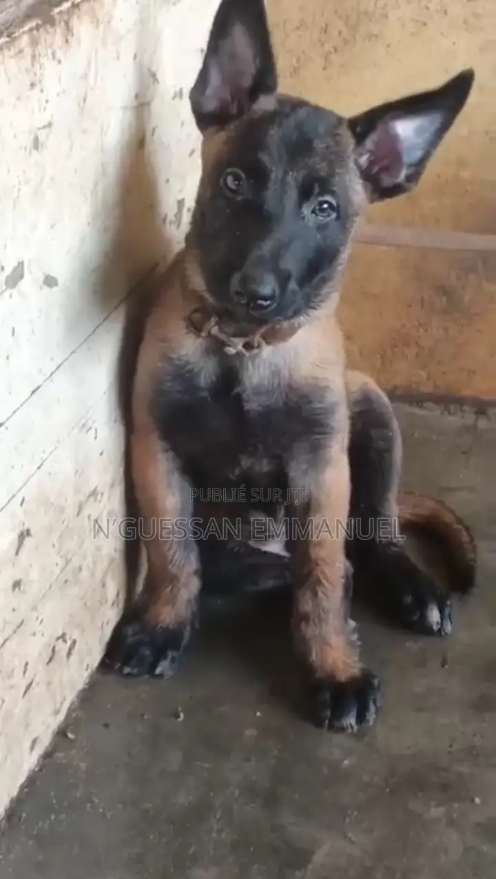1-3 mois Homme Pure race Belgian Malinois