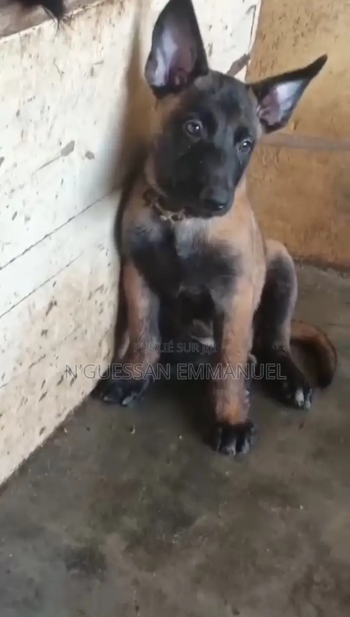 1-3 mois Homme Pure race Belgian Malinois