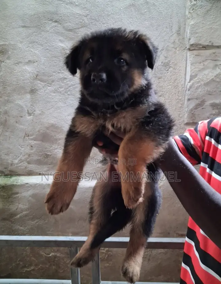 1-3 mois Homme Pure race Belgian Sheepdog