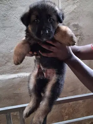 1-3 mois Homme Pure race Belgian Sheepdog