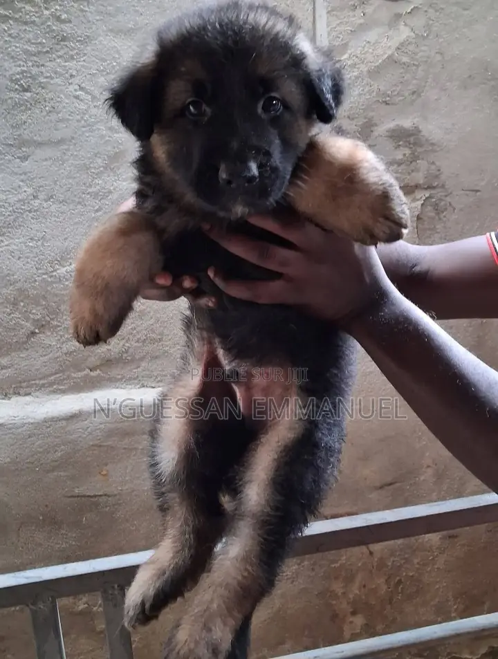 1-3 mois Homme Pure race Belgian Sheepdog