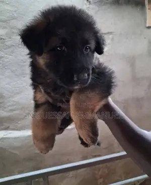 1-3 mois Homme Pure race Belgian Sheepdog
