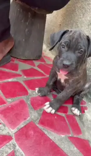 1-3 mois Femme Pure race Boerboel