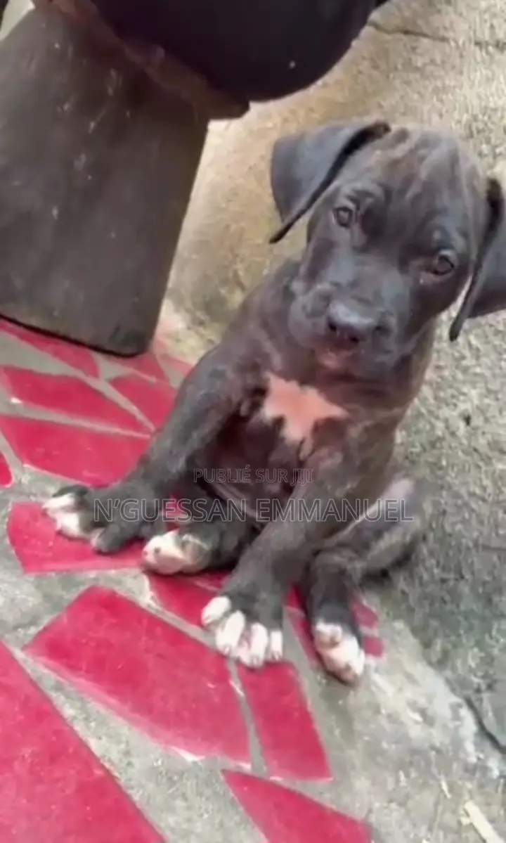 1-3 mois Femme Pure race Boerboel