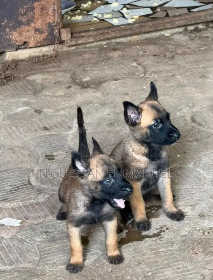1-3 mois Homme Pure race Belgian Sheepdog
