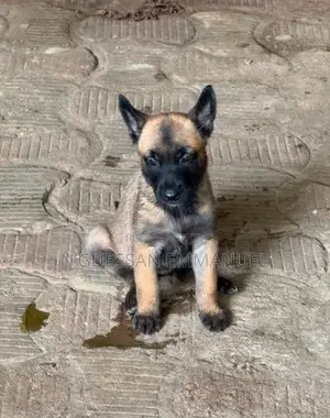 1-3 mois Homme Pure race Belgian Sheepdog