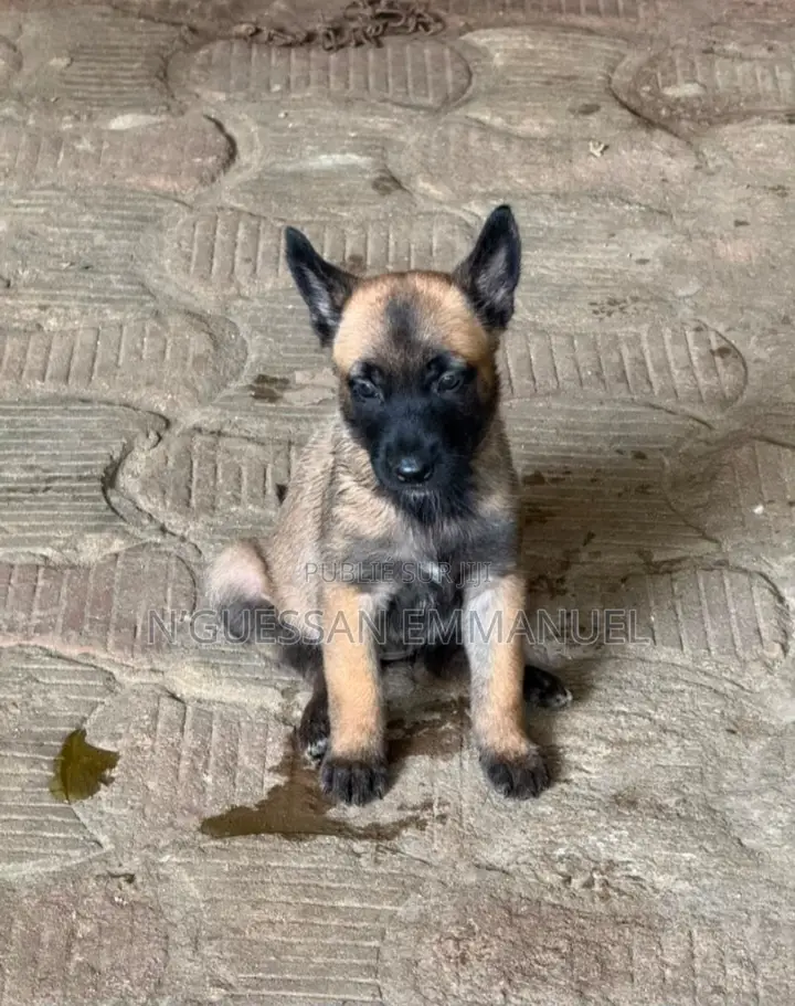 1-3 mois Homme Pure race Belgian Sheepdog