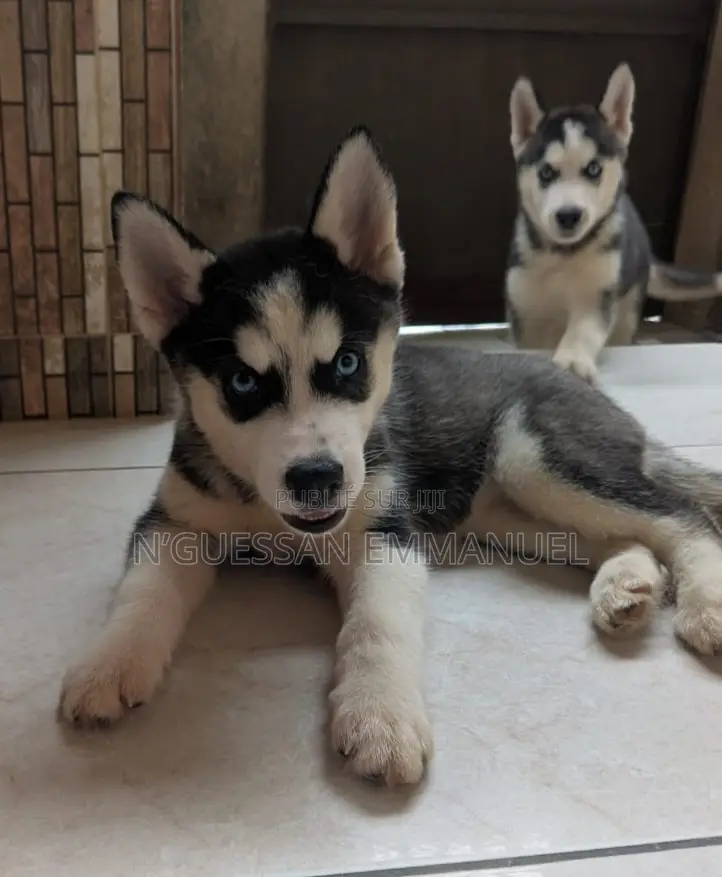 1-3 mois Homme Pure race Siberian Husky