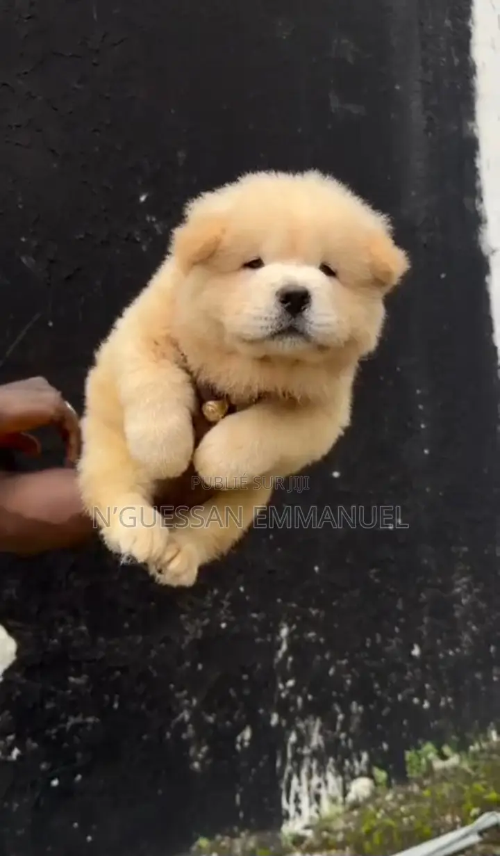 1-3 mois Homme Pure race Chow Chow