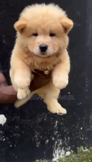 1-3 mois Homme Pure race Chow Chow