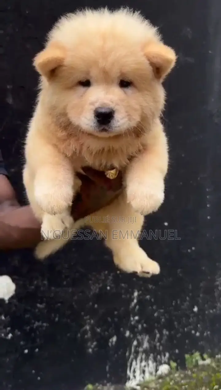 1-3 mois Homme Pure race Chow Chow