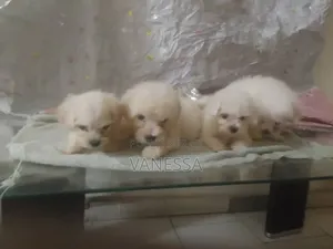 1-3 mois Femme Pure race Bichon Frise