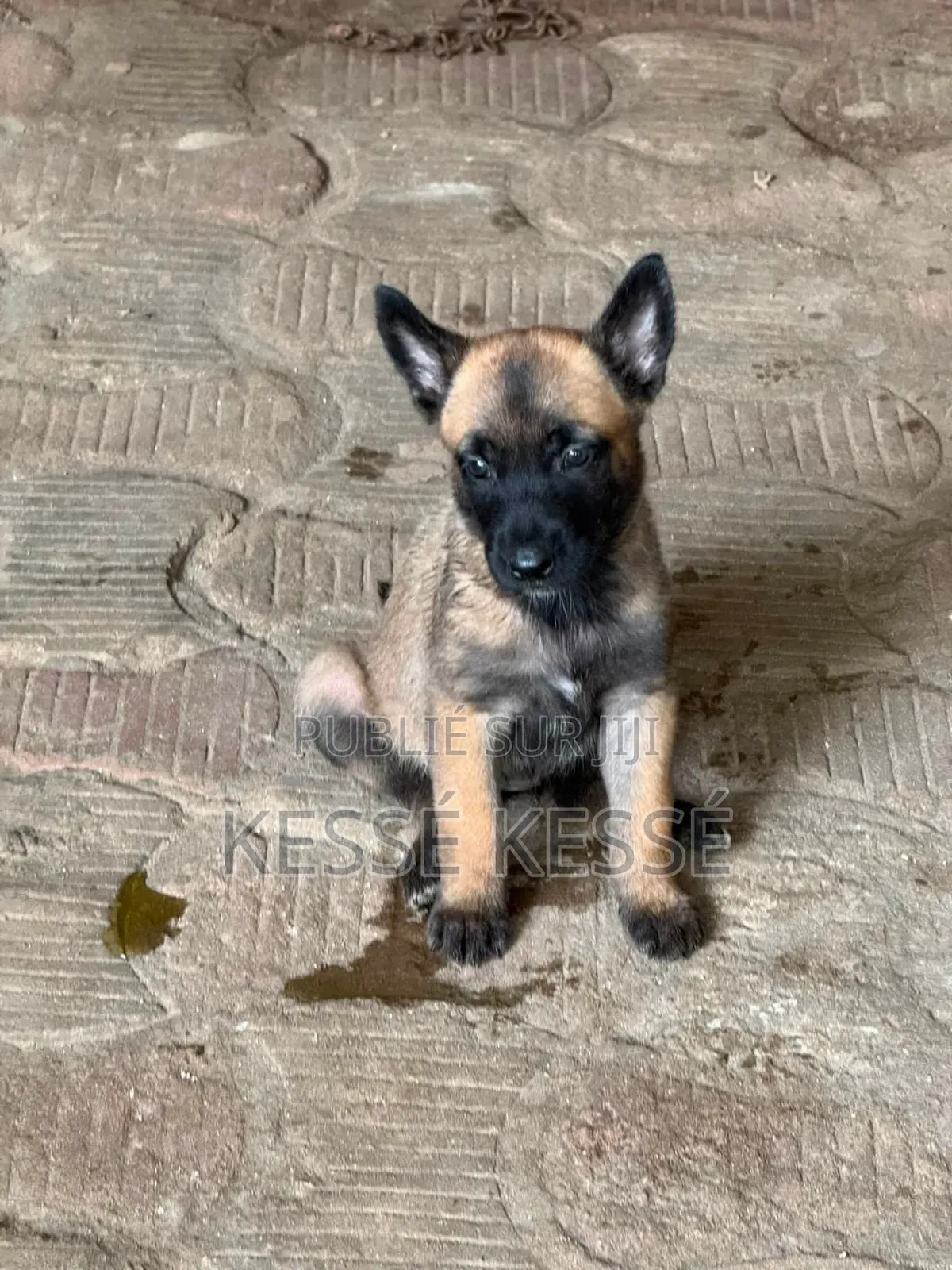1-3 mois Homme Pure race Belgian Malinois