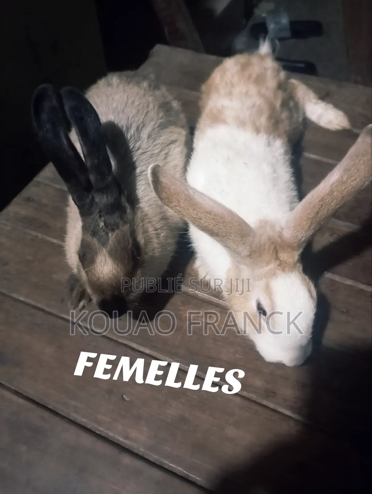 La Ferme Acka Toujours La Performance Absolue