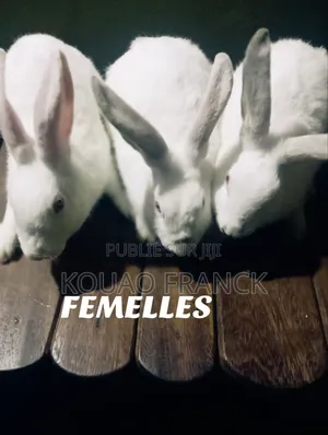 La Ferme Acka Toujours La Performance Absolue