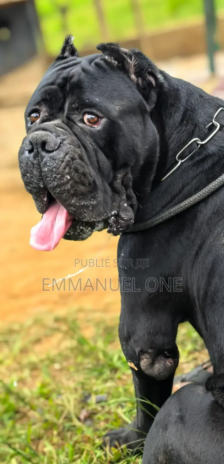 Plus d’un an Homme Pure race Cane Corso