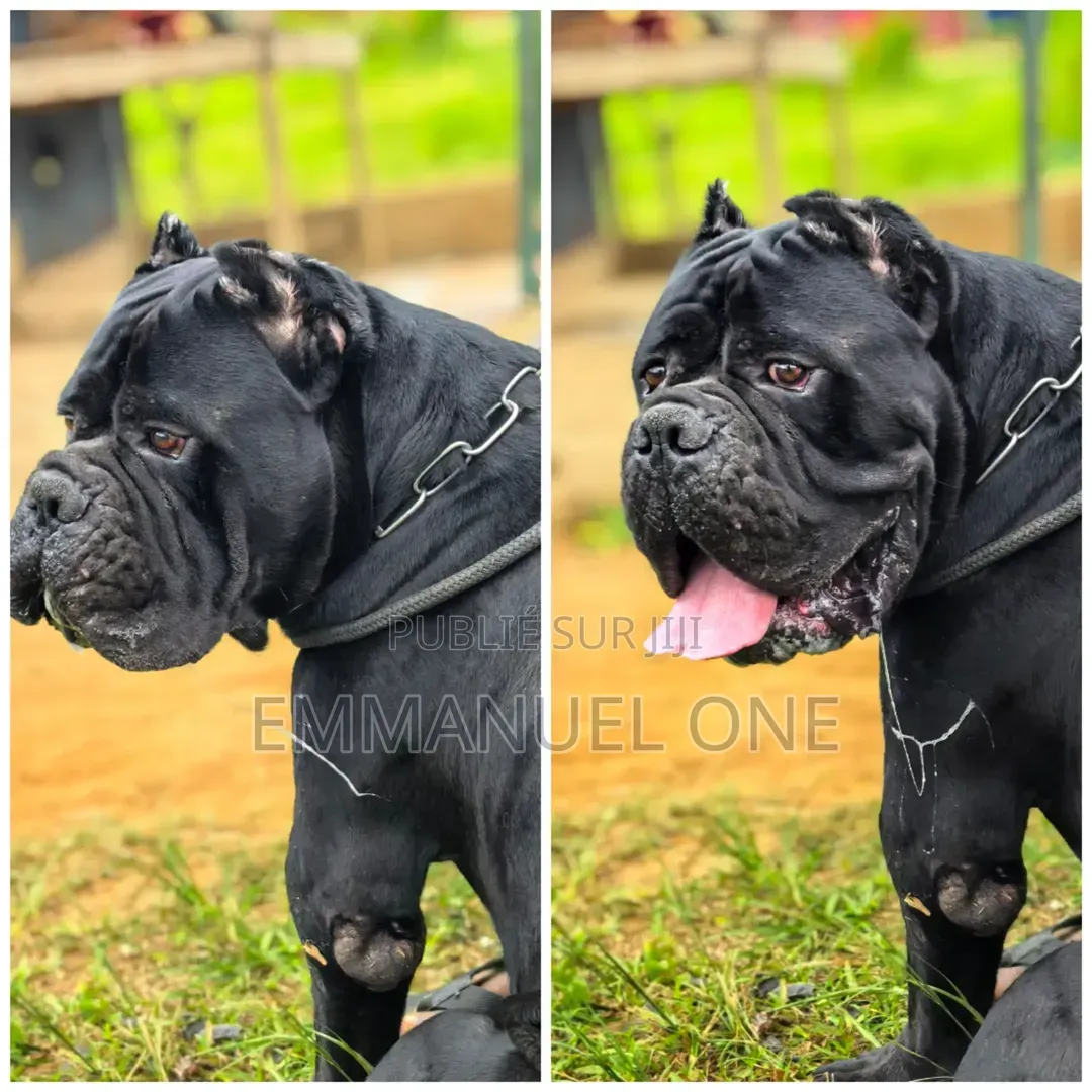 Plus d’un an Homme Pure race Cane Corso