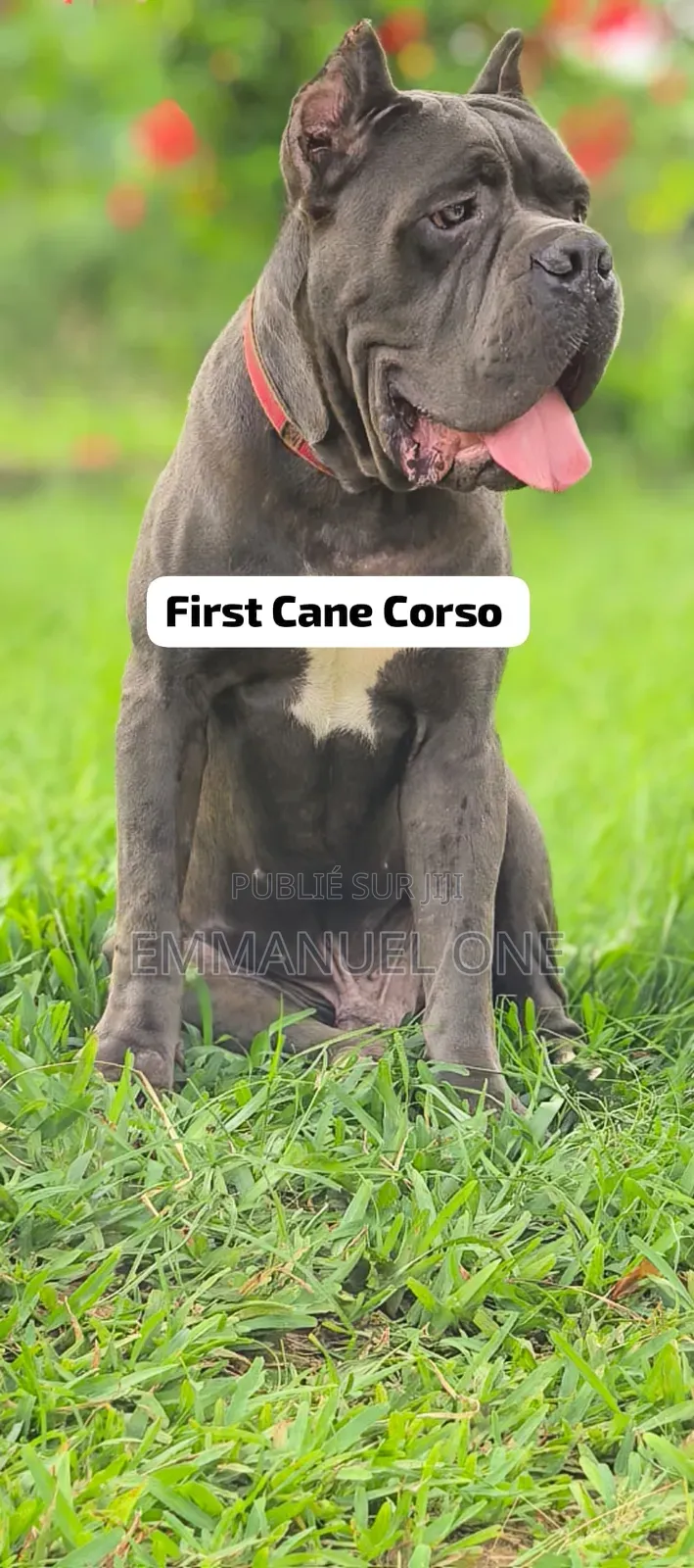 Plus d’un an Homme Pure race Cane Corso