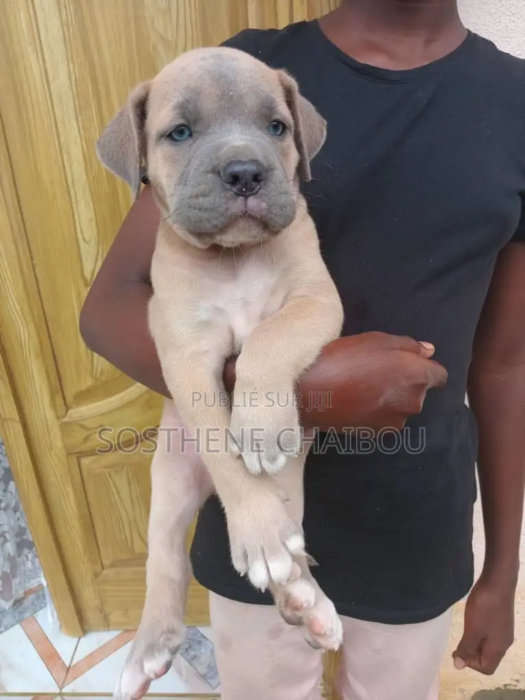 1-3 mois Homme Pure race Boerboel