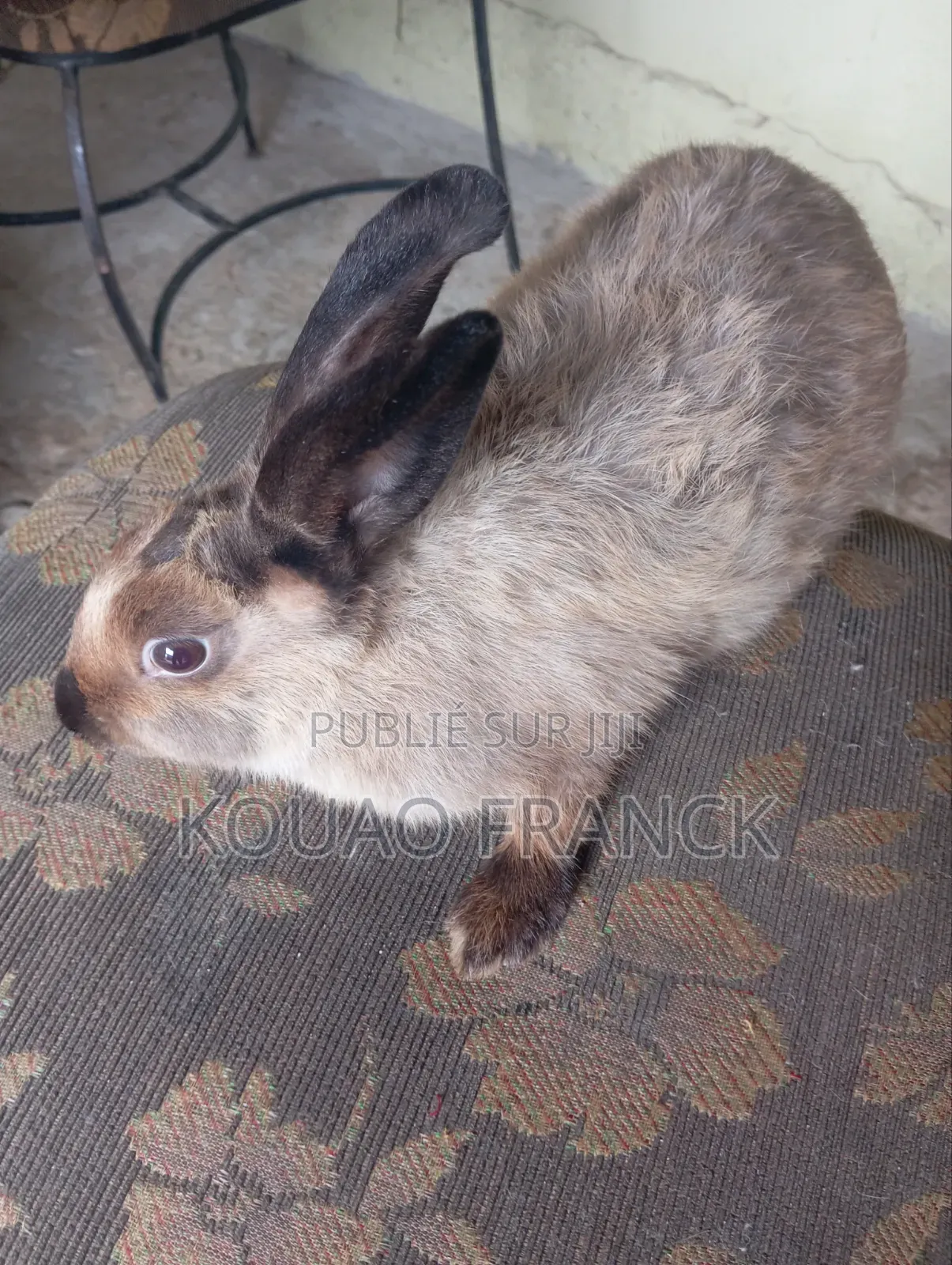 Lapin Race Zibeline Disponible