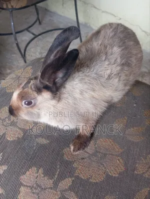 Lapin Race Zibeline Disponible