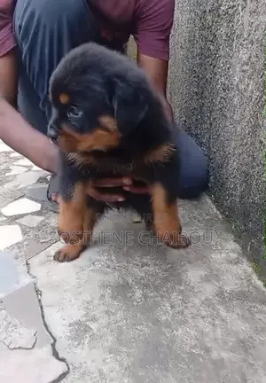 1-3 mois Femme Pure race Rottweiler