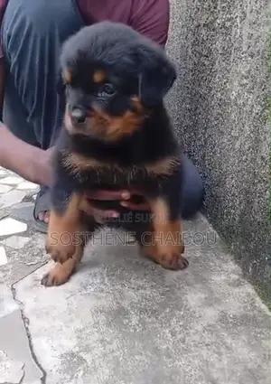 1-3 mois Femme Pure race Rottweiler