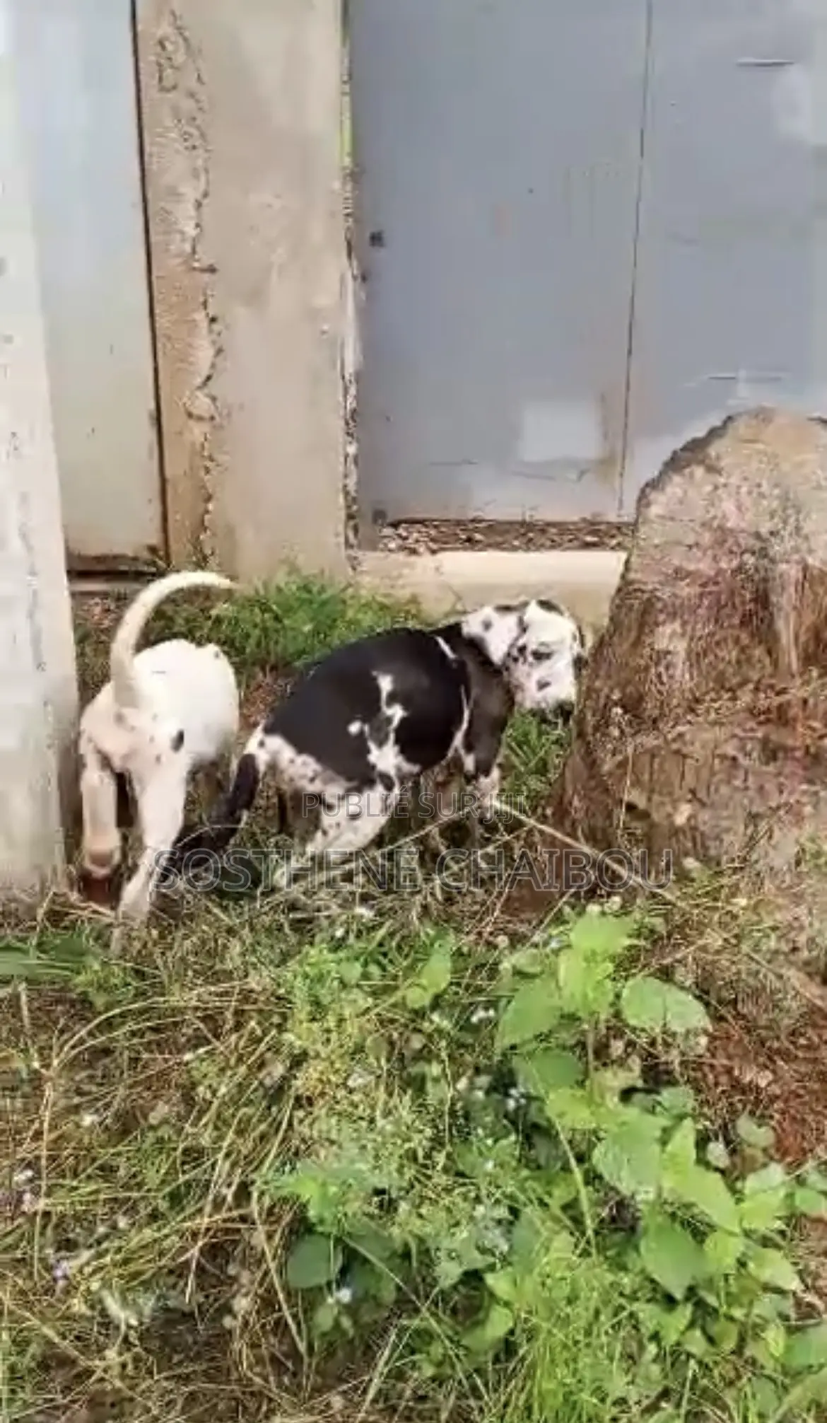 1-3 mois Homme Pure race Great Dane