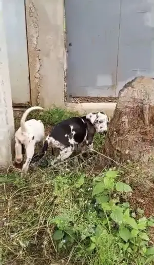 1-3 mois Homme Pure race Great Dane