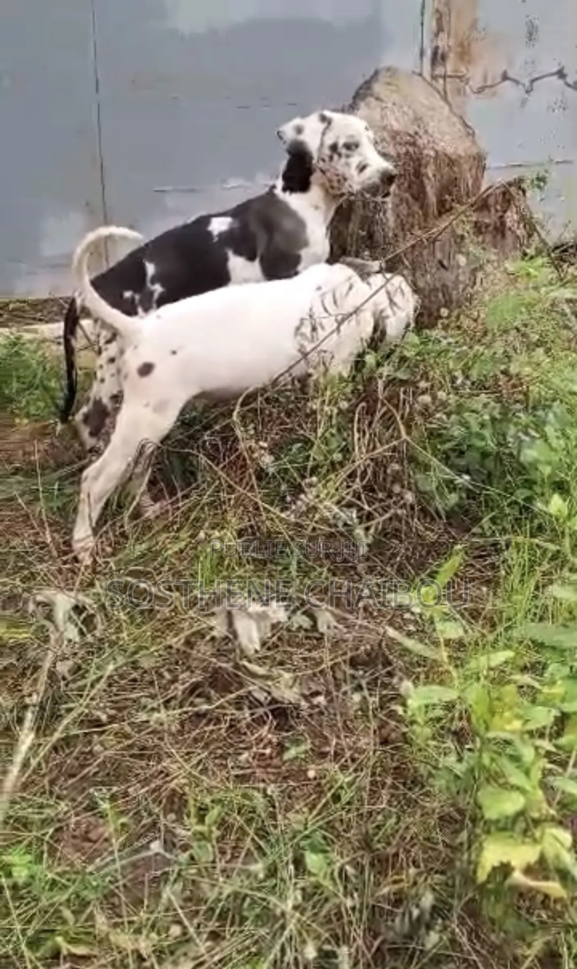 1-3 mois Homme Pure race Great Dane
