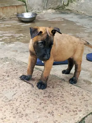 1-3 mois Homme Pure race Belgian Malinois