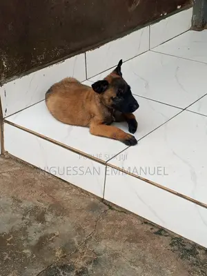 1-3 mois Homme Pure race Belgian Malinois