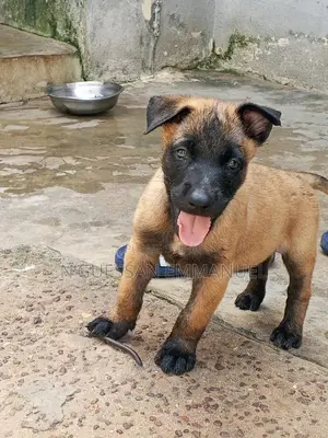 1-3 mois Homme Pure race Belgian Malinois
