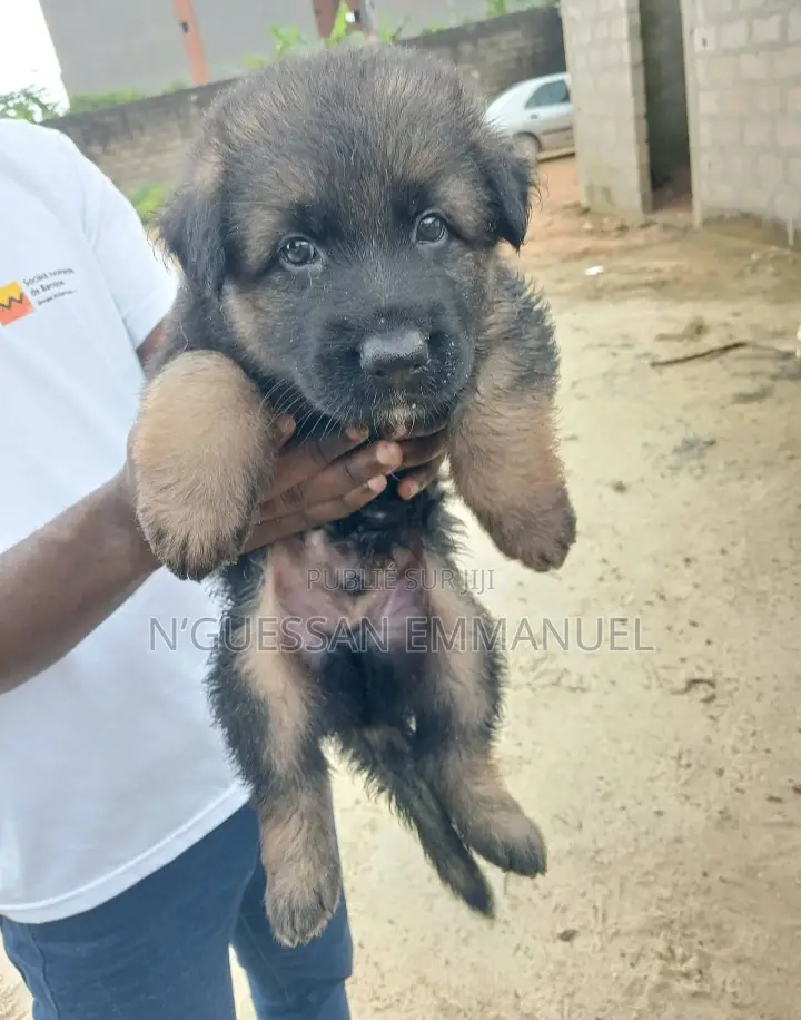 1-3 mois Homme Pure race Belgian Sheepdog