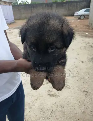 1-3 mois Homme Pure race Belgian Sheepdog