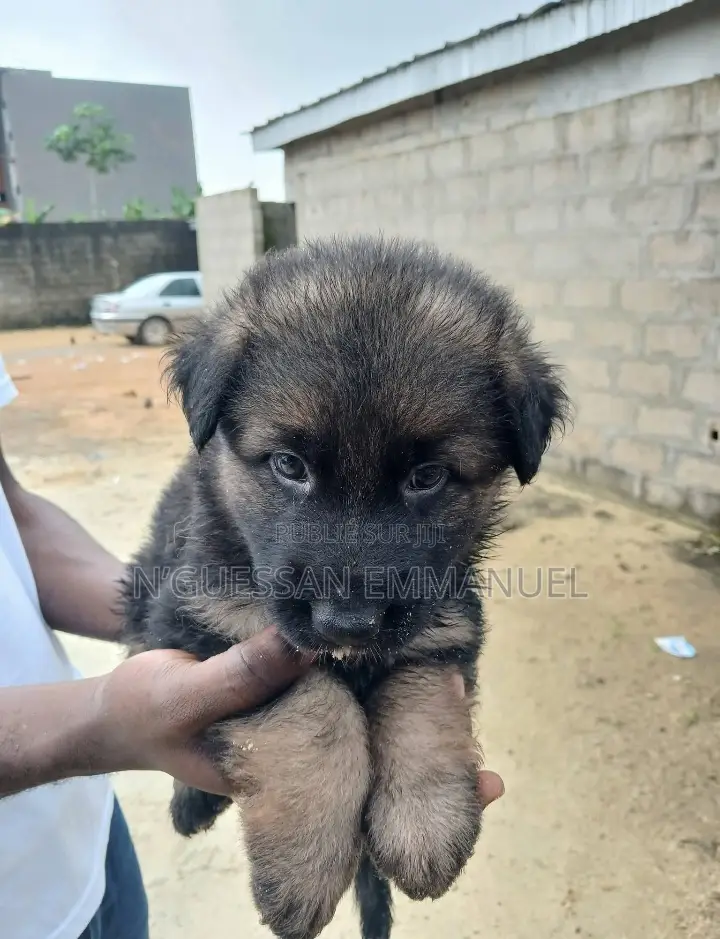 1-3 mois Homme Pure race Belgian Sheepdog