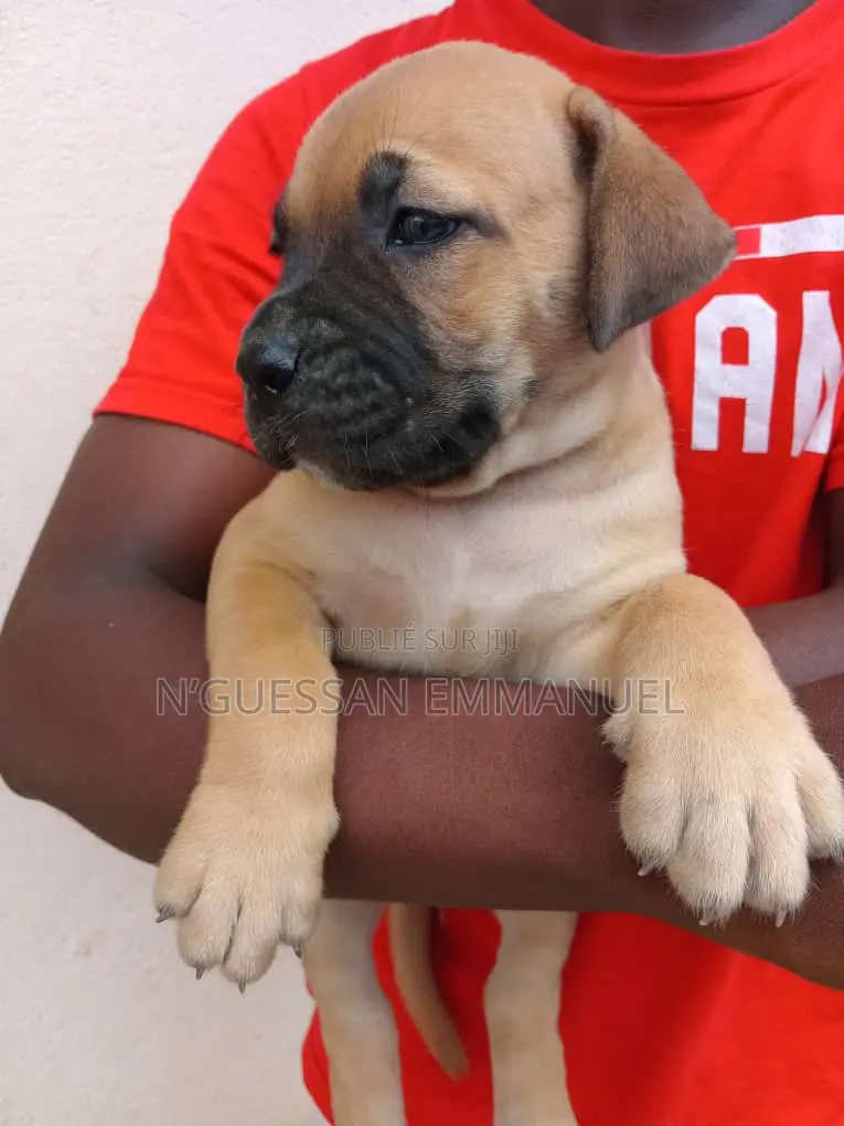 1-3 mois Homme Pure race Boerboel