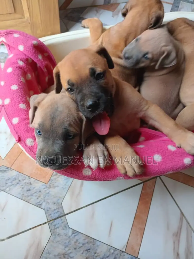 1-3 mois Homme Pure race Boerboel