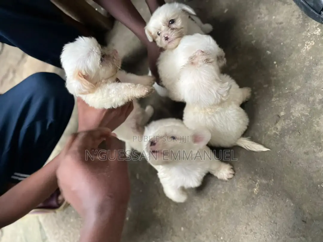 1-3 mois Homme Pure race Bichon Frise