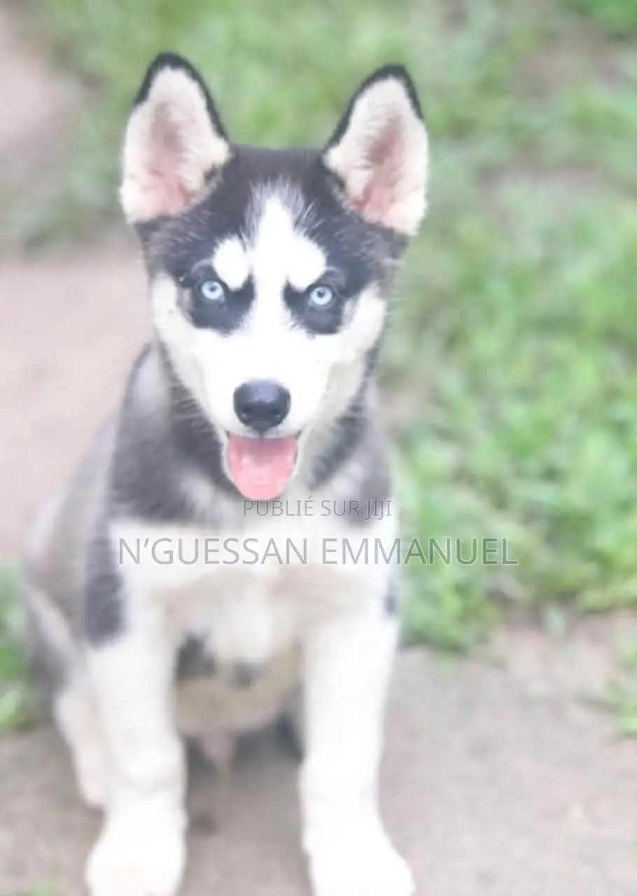 1-3 mois Homme Pure race Siberian Husky