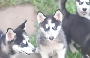 1-3 mois Homme Pure race Siberian Husky