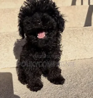 1-3 mois Femme Pure race Bichon Frise