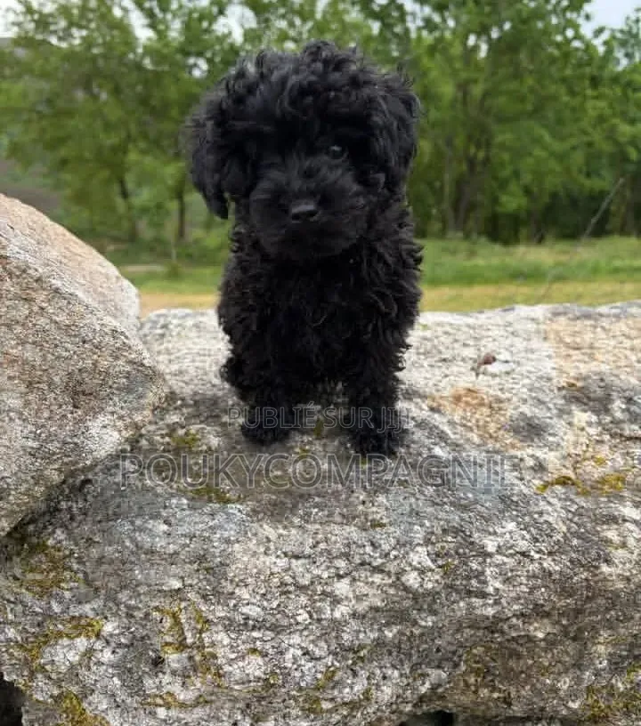 1-3 mois Femme Pure race Bichon Frise