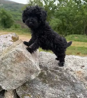 1-3 mois Femme Pure race Bichon Frise