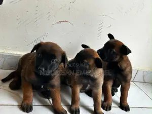 1-3 mois Homme Pure race Belgian Malinois