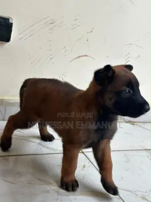 1-3 mois Homme Pure race Belgian Malinois